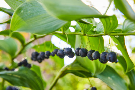Ripe Wild Berries Amidst Lush Green Leaves, Low Angle Viewの写真素材