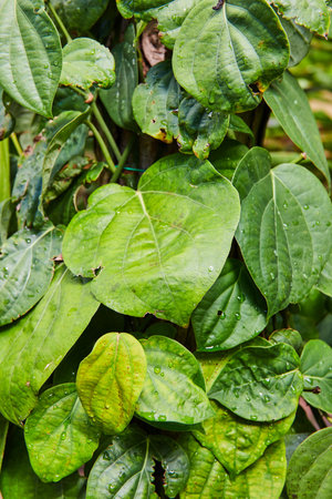 Vibrant Green Leaves with Water Droplets Close-upの写真素材