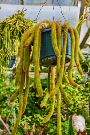 Vibrant Rat Tail Cactus in Blue Pot, Greenhouse Settingの写真素材