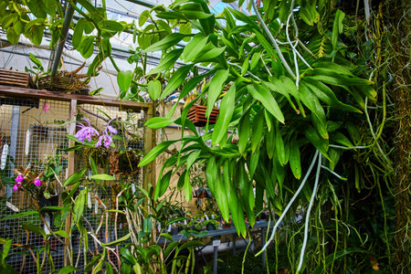 Tropical Orchids and Plants in Lush Greenhouse Interiorの写真素材