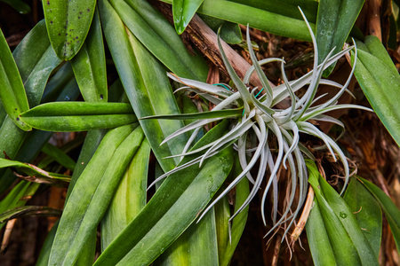 Tropical Air Plant Amidst Lush Foliage in Greenhouse Perspectiveの写真素材
