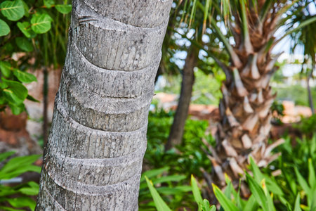 Tropical Palm Bark Texture and Lush Greenery Backgroundの写真素材