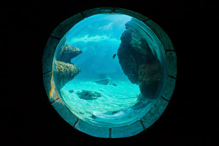 Underwater Observatory Window with Tropical Fish, Bahamasの写真素材