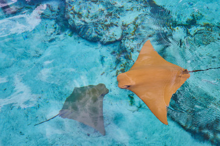Graceful Stingrays in Crystal-Clear Bahamian Watersの写真素材