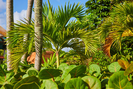 Tropical Resort Garden with Palm Trees and Lush Greenery, Eye-Level Viewの写真素材