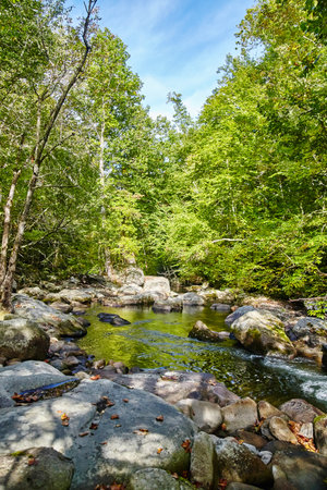 Serene Woodland Stream with Autumn Leaves, Smoky Mountainsの写真素材
