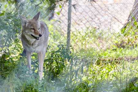 Calm Coyote in Grassland at Wolf Park, Eye-Level Viewの写真素材