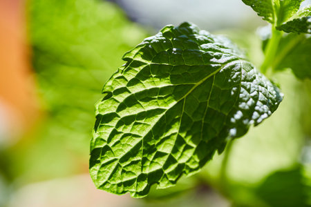 Vibrant Green Mint Leaf Macro with Water Dropletsの写真素材