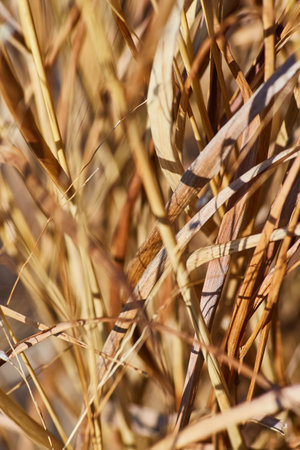 Golden Hour Dry Grass Texture in Macro Detail
