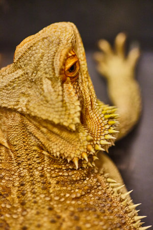 Alert Bearded Dragon Close-Up with Textured Scales