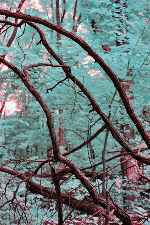 Surreal Woodland in Teal and Red Tones, Infrared Fantasy Forestの写真素材