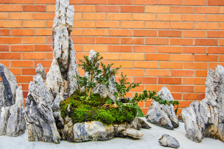 Bonsai and Rocks Miniature Zen Garden with Warm Backdrop