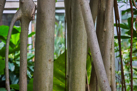 Textured Tree Trunks in Botanical Garden - Abstract Nature Pattern