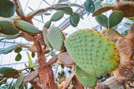 Prickly Pear Cactus Texture in Greenhouse Setting