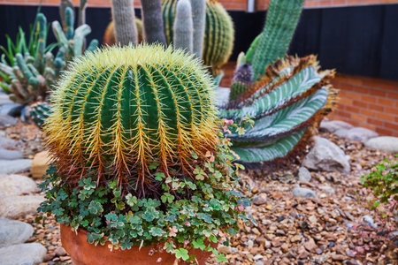 Barrel Cactus and Succulents in Desert Garden Display