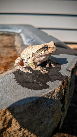 Close-Up Frog Camouflage on Concrete with Eye Detail