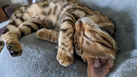 Bengal Cat Asleep on Grey Blanket, Soft Natural Lightの写真素材