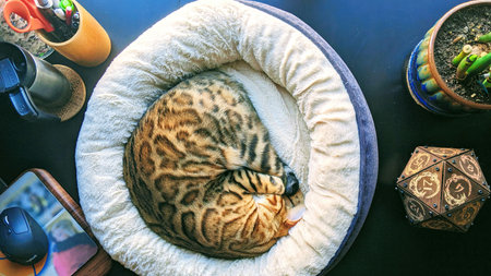 Bengal Cat in Plush Bed with Office Desk Items and Succulent
