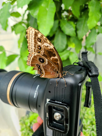 Butterfly on DSLR Camera in Botanical Garden