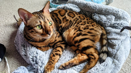 Bengal Cat in Plush Bed with Green Eyes Alert and Curiousの写真素材