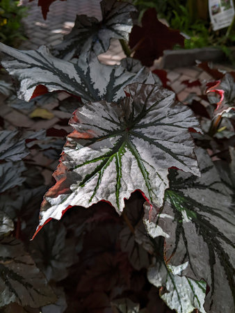 Textured Leaf with Silver Patterns and Reddish Edges Close-Upの写真素材