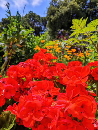Bright Red Geraniums in Lush Garden Setting Close-Upの写真素材