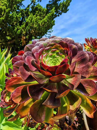 Vibrant Succulent Rosette in Natural Garden Settingの写真素材