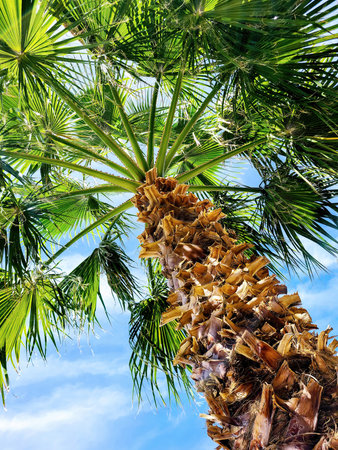Tropical Palm Tree with Sunlit Fronds Against Blue Sky, Low-Angle Viewの写真素材
