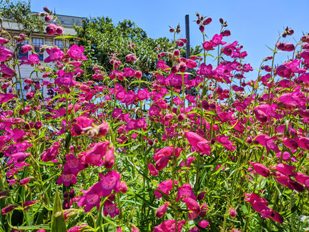 Vibrant Pink Blooms at Fort Mason Community Garden, Eye-level Viewの写真素材