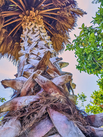 Tall Palm Tree with Twilight Sky and Lush Foliage - Upward Viewの写真素材