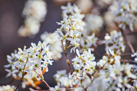 Spring renewal in Fort Wayne: pristine white blossoms bloom against a serene backdrop, symbolizing...