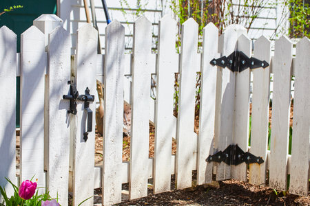 Inviting suburban garden gate with a vibrant pink tulip, symbolizing home and springtime in Fort Wayne.の写真素材