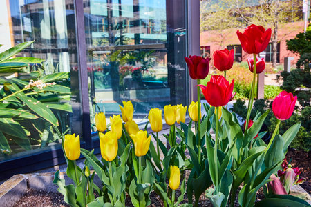 Bright red and yellow tulips bloom against a modern glass building in a vibrant urban garden, Fort Wayne.の写真素材