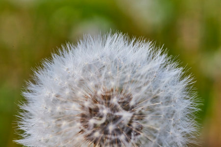 Macro Close-up of Dandelion Seed Head with Delicate Filamentsの写真素材