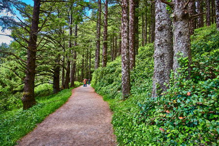 Serene Forest Path with Hikers in Oregon - Eye Level Perspective