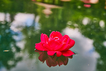 Red Rose Floating on Pond Surface From Elevated Angleの写真素材