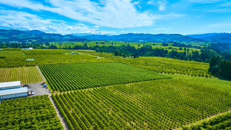 Aerial View of Oregon Vineyards and Mount Hood with Lush Green Fieldsの写真素材