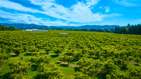 Aerial View of Sprawling Orchard with Mount Hood in Backgroundの写真素材