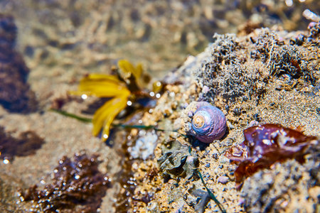 Periwinkle Seashell in Tide Pool at Eye Level