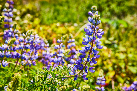 Blooming Lupine Flowers in Vibrant Purple and Blue from Eye-Level Perspectiveの写真素材