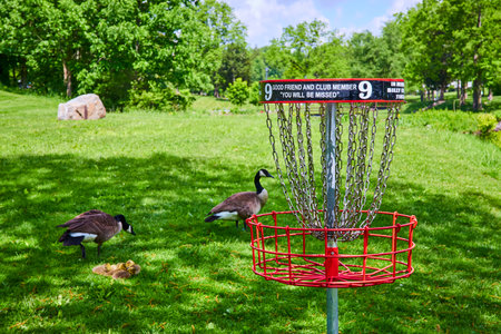 Disc Golf Basket and Canada Geese in Sunny Park at Eye Level