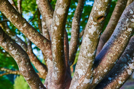 Lichen-Covered Branches in Sunlit Forest Canopy Perspective