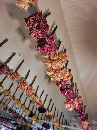 Dried Roses Hung Upside Down with Blue Ties Low Angle Perspectiveの写真素材