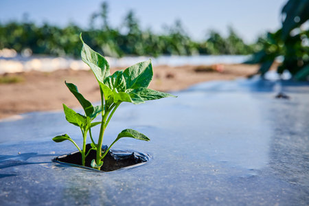 Young Green Seedling in Plastic Mulch from Low Angleの写真素材