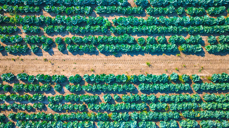 Aerial View of Lush Cabbage Field in Uniform Rowsの写真素材
