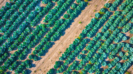 Aerial View of Organized Cabbage Field in Fort Wayne Indianaの写真素材