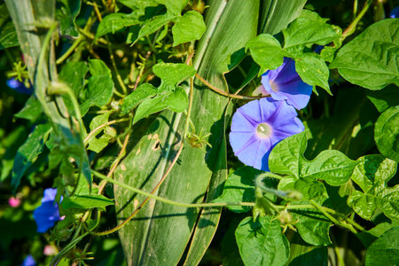 Vibrant Purple Morning Glory Close-Up with Lush Green Foliage
