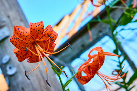 Vibrant Orange Lilies Against Rustic Garden Trellis Close-Upの写真素材