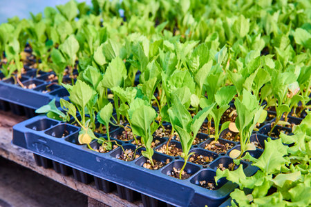 Young Seedlings in Black Trays at Eye-Level in Farm Nursery