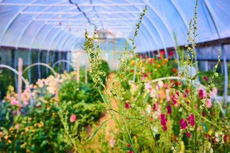 Vibrant Greenhouse Blooming Flowers Perspective at Eye Level